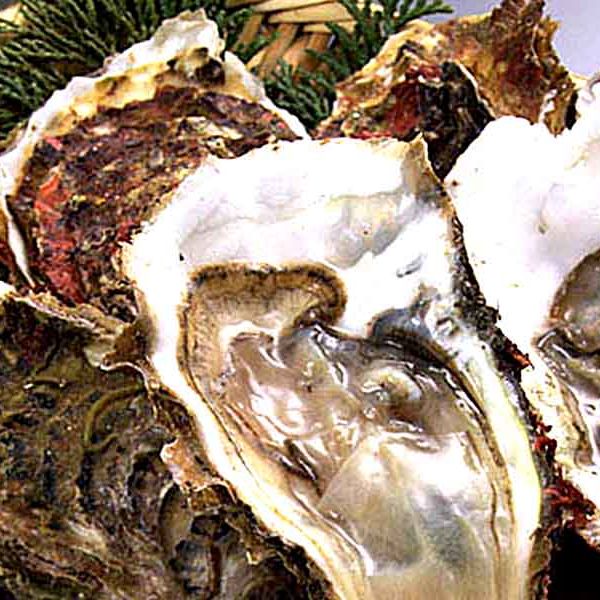 牡蠣（カキ）おきりこみ、大好評です